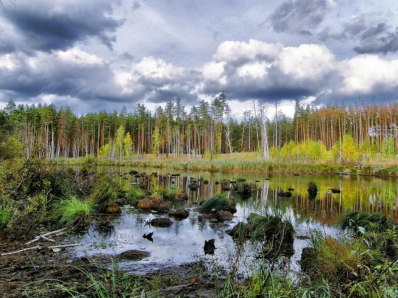 Воронежский заказник