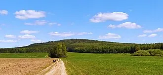 Сосновая (гора)